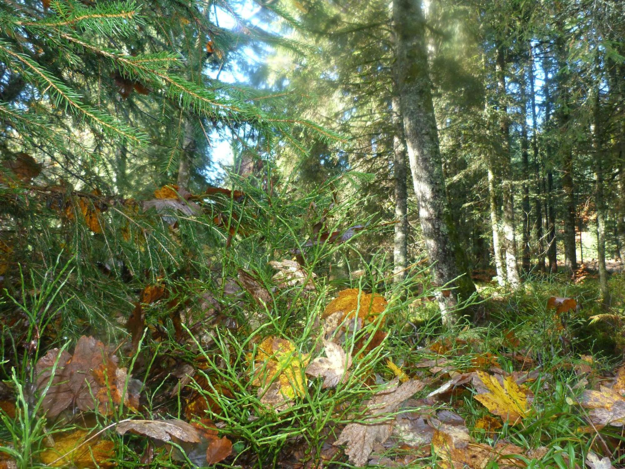 Domaine Des Hauts Viaux La Bresse Dış mekan fotoğraf