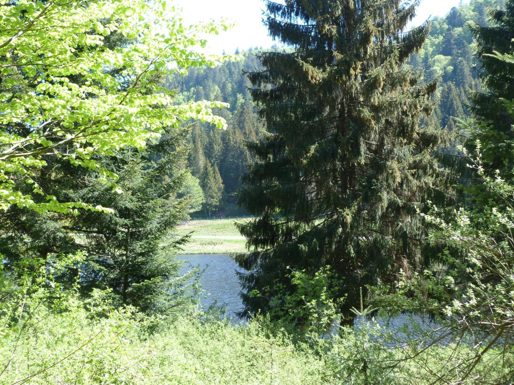 Domaine Des Hauts Viaux La Bresse Dış mekan fotoğraf