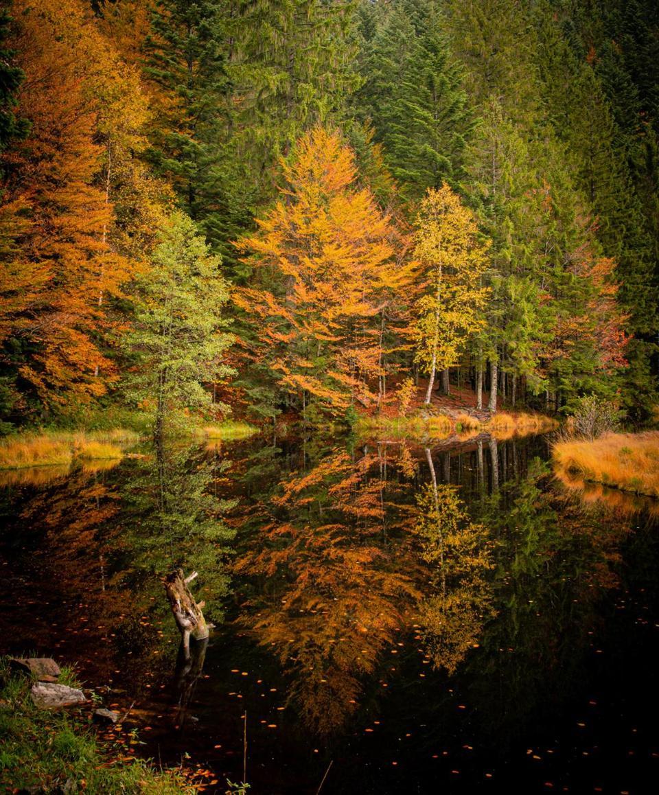 Domaine Des Hauts Viaux La Bresse Dış mekan fotoğraf